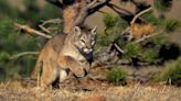 Cougar stalks and attacks mountain bikers on Washington trail