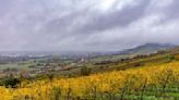 Wet autumn leads to late sowing of arable crops in Germany