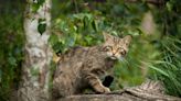 Free-Roaming Cats Pose a Threat to Wildlife and Themselves