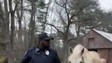 Horses on the lam: Cops corral ‘sneaky horses’ that escaped from New England enclosure