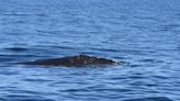 Entangled right whale reported north of New England. Cape Cod rescuers standing by.