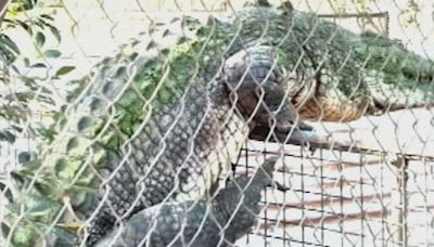 Broome crocodile video takes over the internet