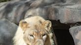 Topeka Zoo's female lion Zuri has grown a mane two years after her mate's death