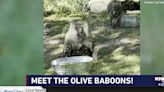 Zoo Buddy: Olive Baboons!