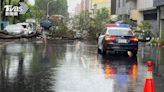 疑暴雨土鬆軟！台中兩株10米榕樹「連根倒塌」 轎車驚險躲橫禍