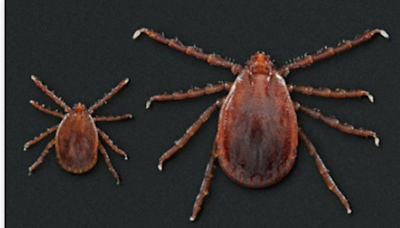 Illinois becomes 20th state to discover invasive Asian longhorned tick