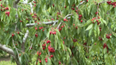 Northern Michigan cherry farmers gear up for fruitful season despite market challenges