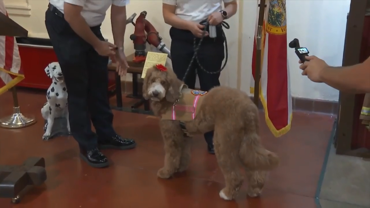 Fort Lauderdale Fire Rescue therapy dog promoted to captain after helping out community - WSVN 7News | Miami News, Weather, Sports | Fort Lauderdale