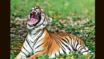 Farmer injured in 3rd tiger attack in Kheri