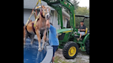 Spooked horse ends up in Florida pool — so officials bring out a tractor, video shows