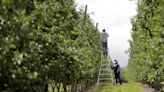 ‘Gone for good.’ U.S. workers flee farms, leaving WA growers struggling under old rules