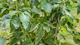 7 Causes of Tomato Leaves Curling: From Heat to Virus