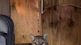 Mountain lion trapped in homeowner's shed in Hesperia