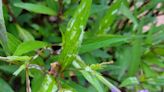 How many invasive plants do you have growing in your Brevard yard? Sally Scalera