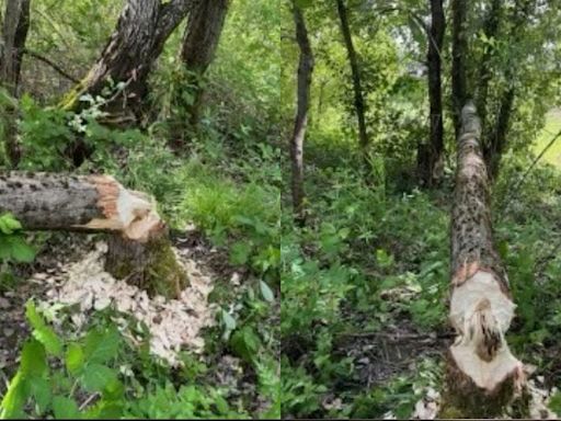 Pacific Power outage that impacted 33K customers caused by beaver chewing through tree