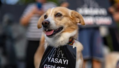 Turkish stray dog law sparks opposition anger