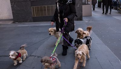 NYC’s first pet-friendly homeless shelter will open in the Bronx