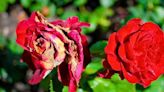 Alan Titchmarsh shares how to stop black spot disease from killing off roses