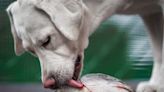 More California dog owners advised to be aware of salmon poisoning disease