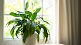 6 Easy Houseplants That Are Low-Maintenance Wonders, According to Plant Pros