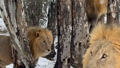 Snow In South Africa? Watch Lions' Reaction To Rare Storm - News18