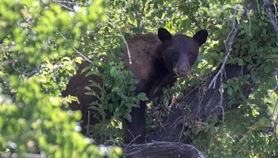The bear stuck in a Salt Lake City tree is a sign for our hockey team