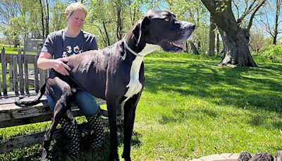 Kevin, world’s tallest male dog, dies shortly after securing record