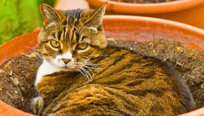 Stop cats pooping in gardens with 3 pungent kitchen scraps they can't stand