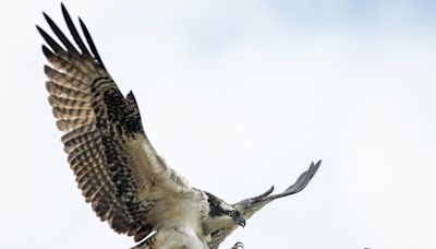 Ospreys: The iconic raptors of our waterways return each spring to raise their hatchlings