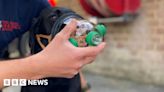 Oxygen masks for pets used by Essex fire service