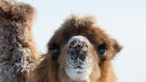 A snow-loving camel, a crabby reporter, and a wild road trip: 3 stories show the warmer side of the winter storm