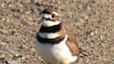 Killdeer and other plovers can be seen here | Times News Online