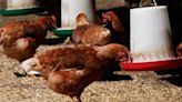 First confirmed human case of bird flu H5N2 has died, says World Health Organisation