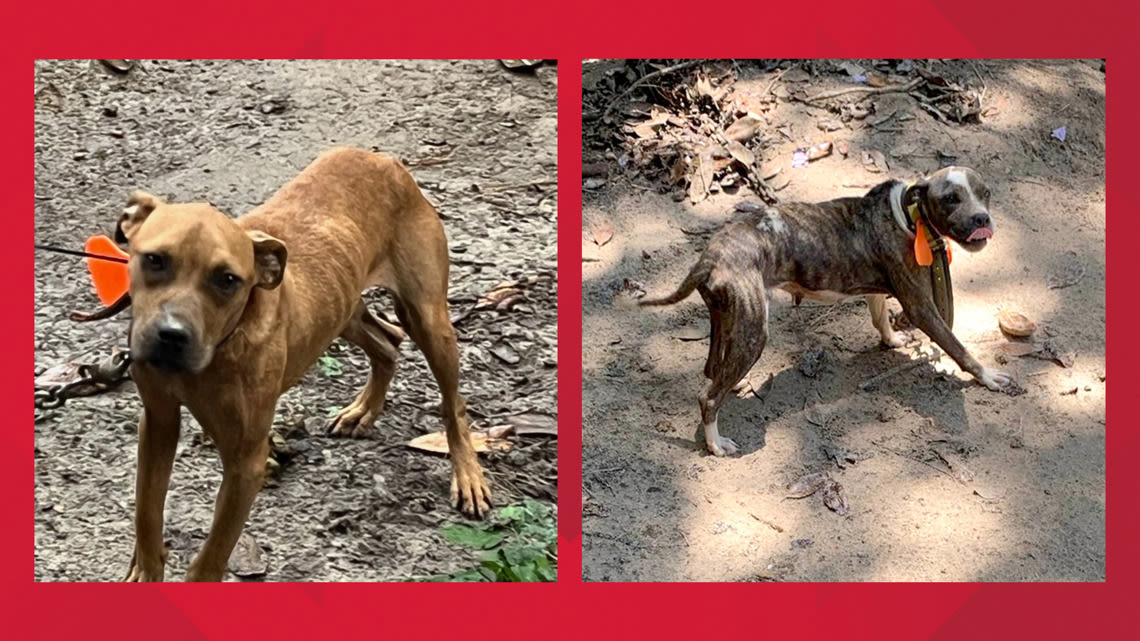 Ivanhoe man arrested on animal abuse charge after 8 dogs found chained up without water, shelter