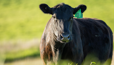 Gigantic Cow in Oregon Is Legit Taller Than Most NBA Players