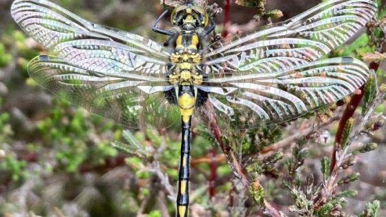 White-faced darter dragonflies up at nature reserve