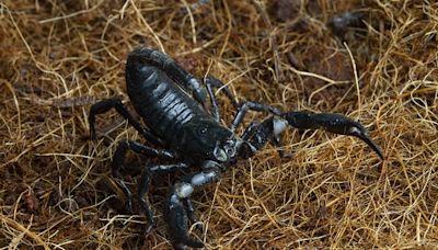ABC teve mais de 120 casos de escorpiões e aranhas nas residências em 2024