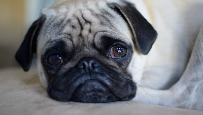 Dog Mom Shares a Montage of Her Pug’s Dramatic Tantrums and We Can’t Stop Laughing