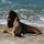 South American sea lion