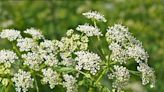 What is poison hemlock? What to know about this pretty but deadly plant growing in Oklahoma