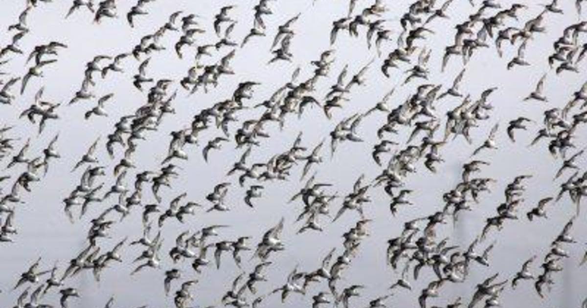 Chicago area residents should turn off lights for migratory birds, officials say