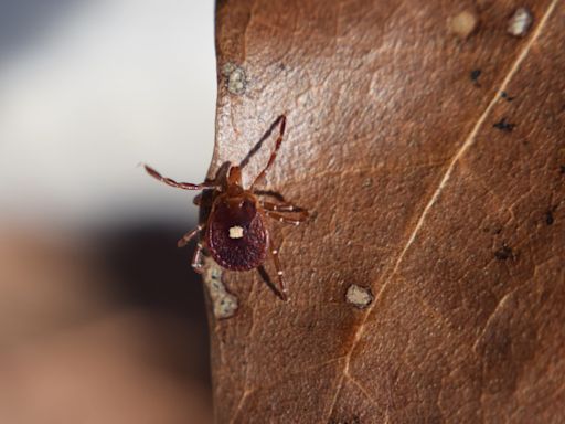 It's tick season: What types live in your area and how to keep them under control