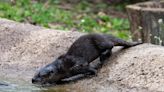 Potter Park Zoo launches naming contest for river otter triplets