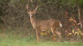 2 Michigan men charged with illegal hunting, animal cruelty