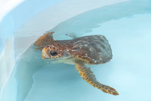 2 injured loggerhead turtles triumphantly crawl into the Atlantic after rehabbing in Florida