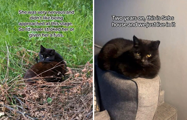 Woman begins feeding stray cat in backyard—two years later it's her home