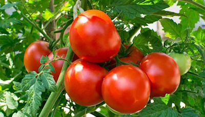 Bengaluru: Tomato Prices Cross Rs 100 Mark On Online Platforms; What's The Reason Behind It?