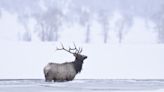 Rescuers Race To Help Elk Who Fell Through Ice in Banff, Canada