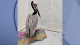 San Pedro pelican recovers from animal cruelty attack, released back into the wild