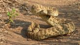 Tips and tricks for navigating rattlesnake season in Colorado Springs
